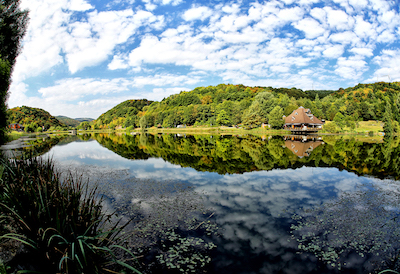 Waldsee RiedenThierfelder Kopie